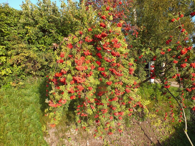 Rowan Tree with Berries — Red, Natural
