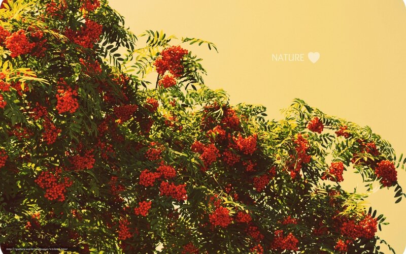 Rowan Tree with Berries — Red, Serene, Afternoon, Photograph