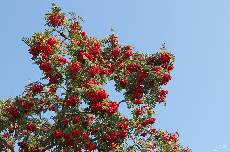 Rowan Tree with Berries — Red, Serene, Afternoon