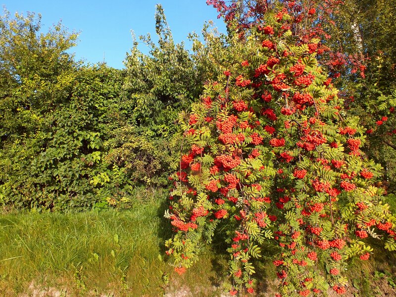 Rowan Tree with Berries — Red, Serene, Autumn, Photograph