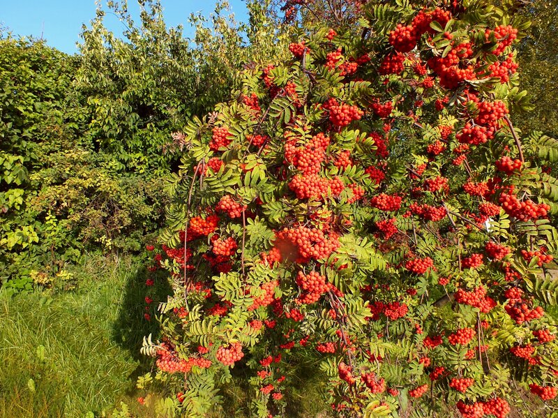 Rowan Tree with Berries — Red, Serene, Autumn