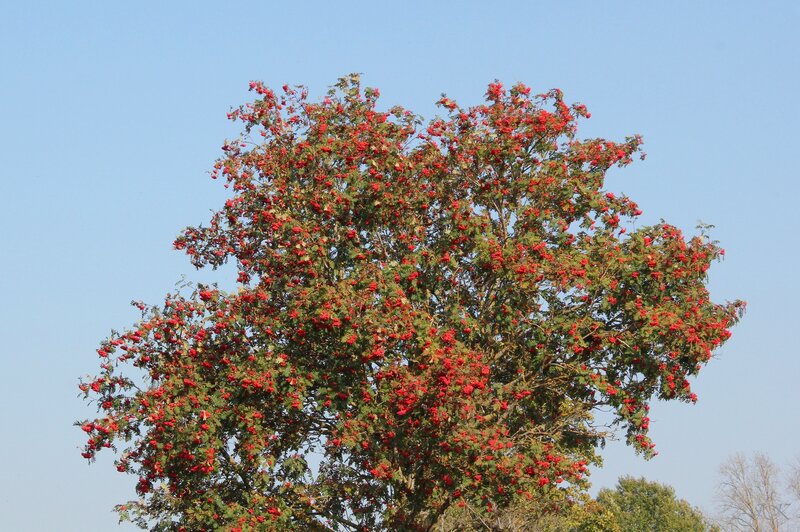 Rowan Tree with Berries — Red, Serene