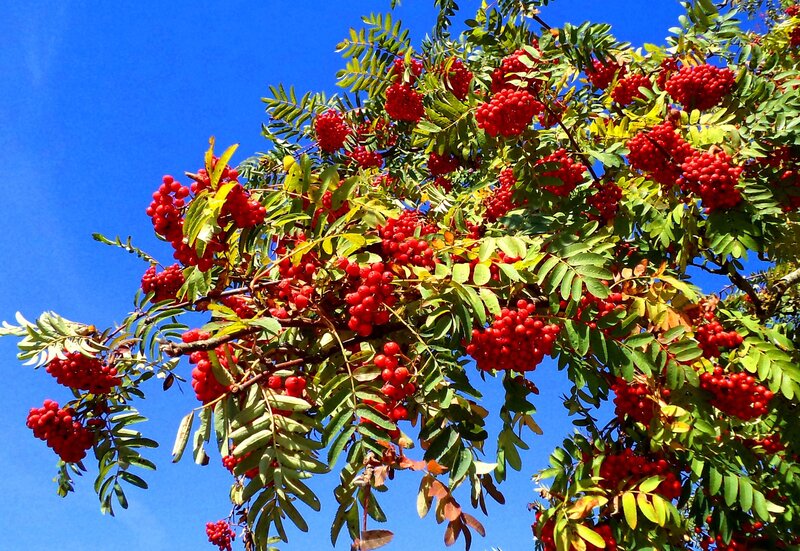 Rowan Tree with Berries — Red