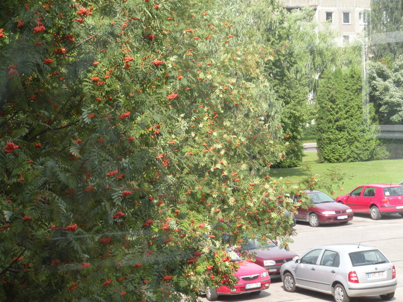 Rowan Tree with Berries