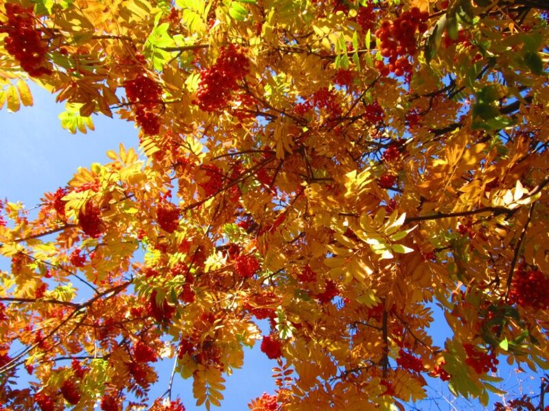 Rowan Tree with Berries — Yellow