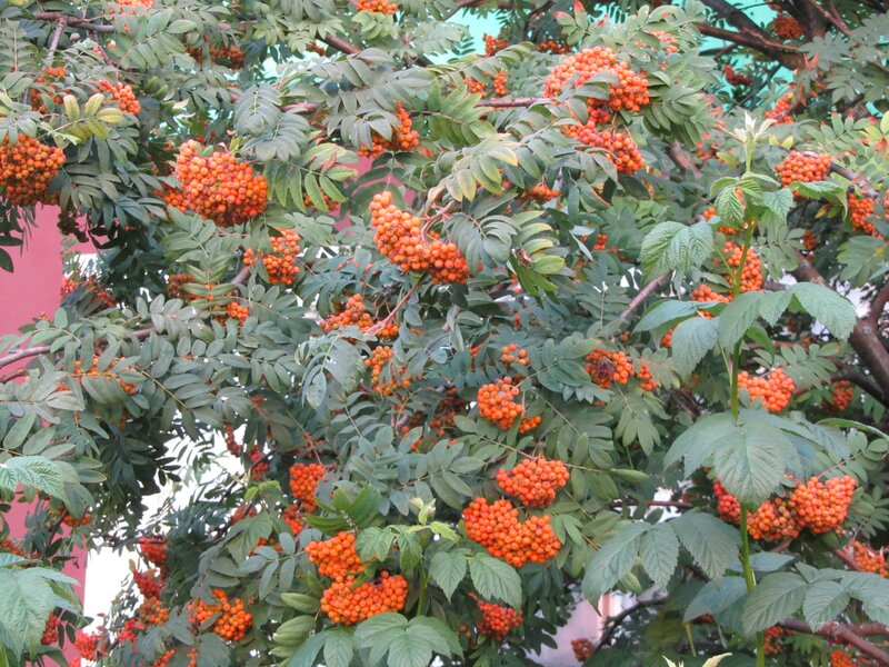 Rowan tree with orange berries