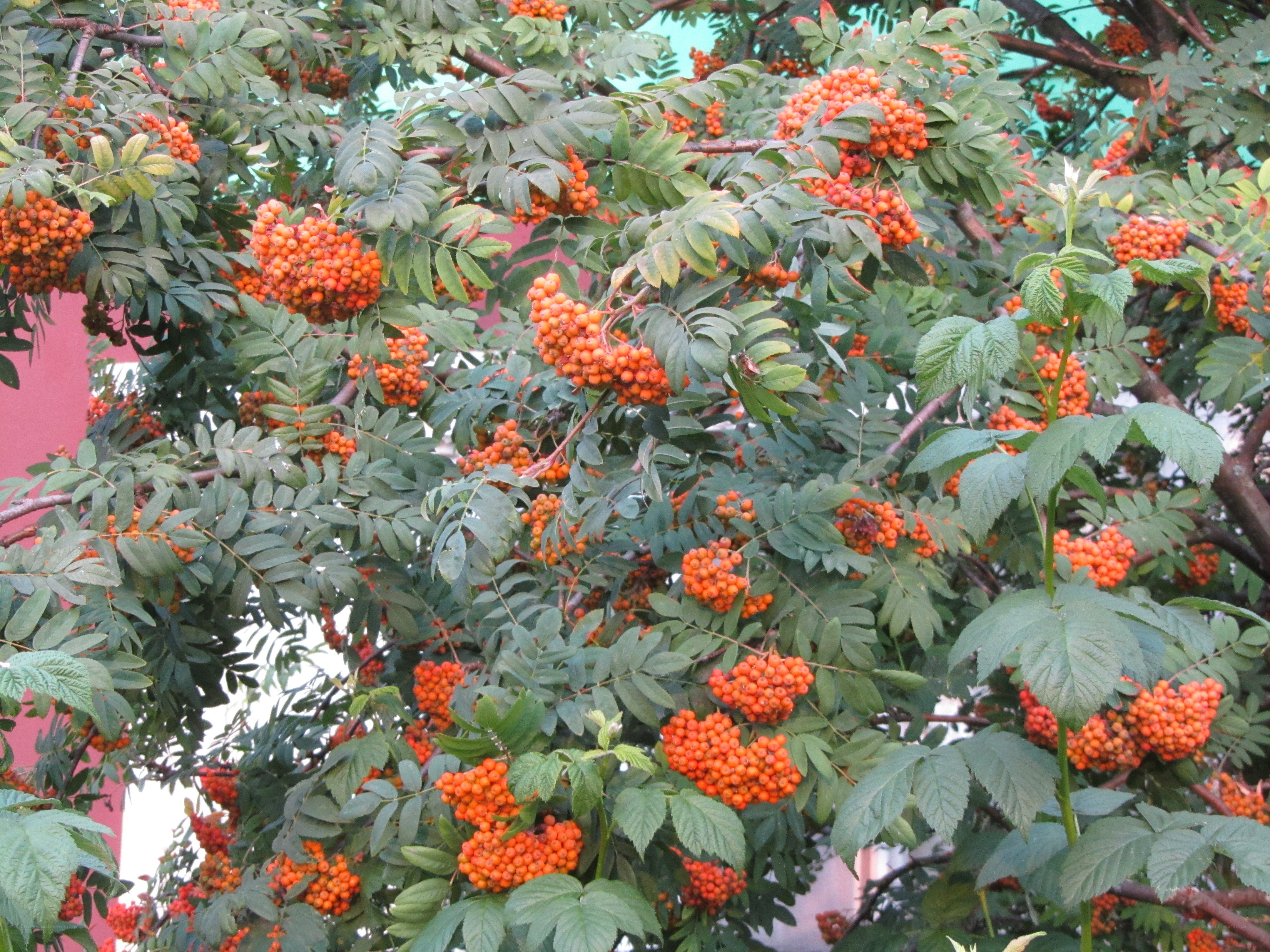 Rowan tree with orange berries