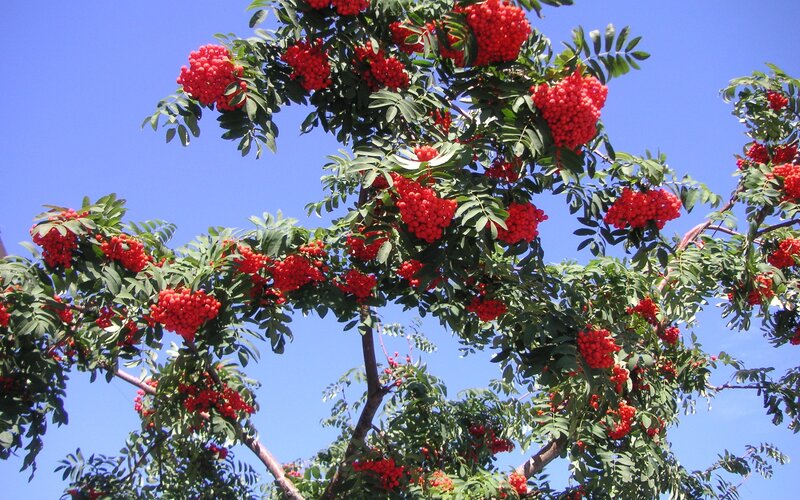 Rowan Tree with Red Berries