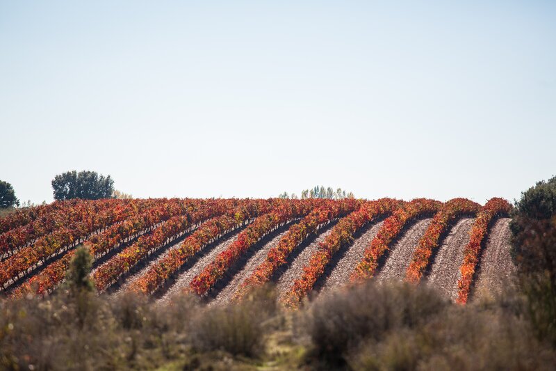 Rows of Autumn Vineyards