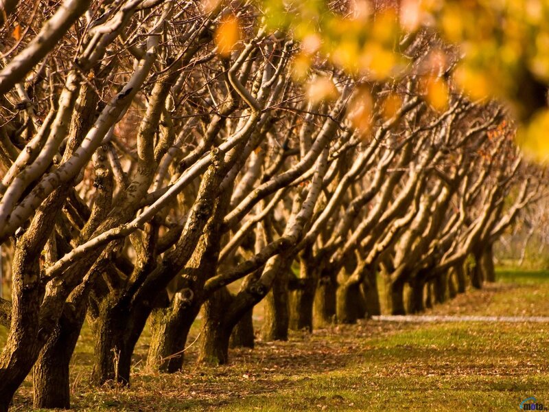 Rows of Bare Trees — Brown