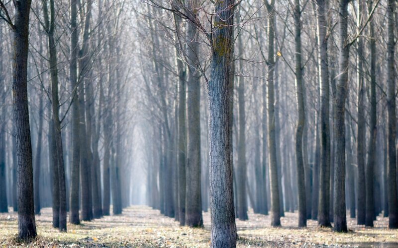 Rows of Bare Trees — Gray