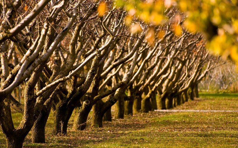 Rows of Bare Trees — Green, Serene, Autumn, Photograph
