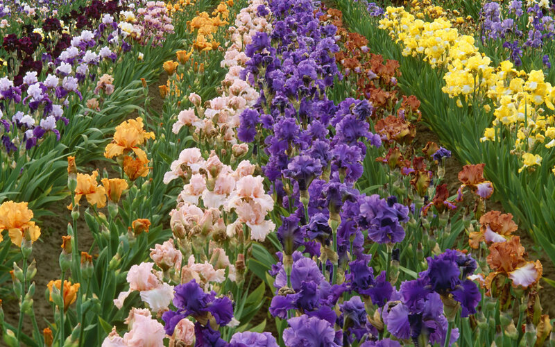 Rows of Blooming Irises