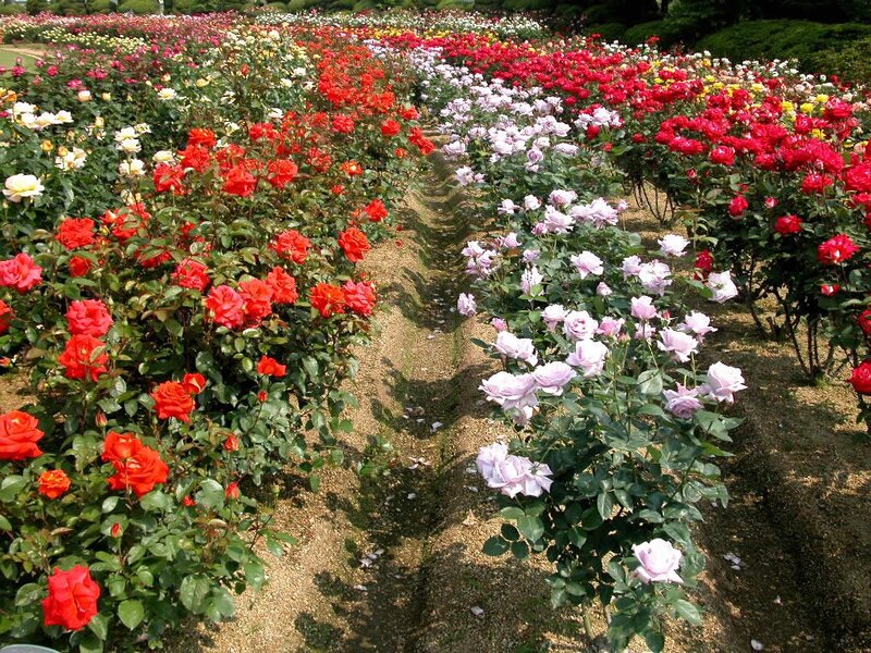Rows of Blooming Roses