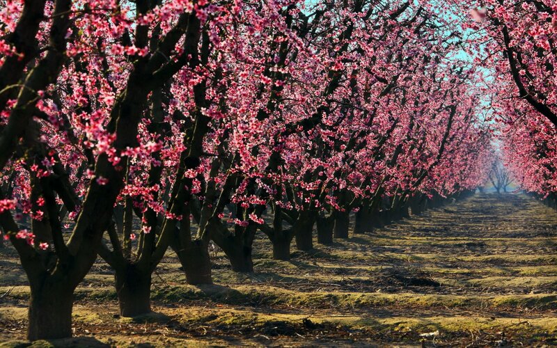 Rows of Blooming Trees — Pink