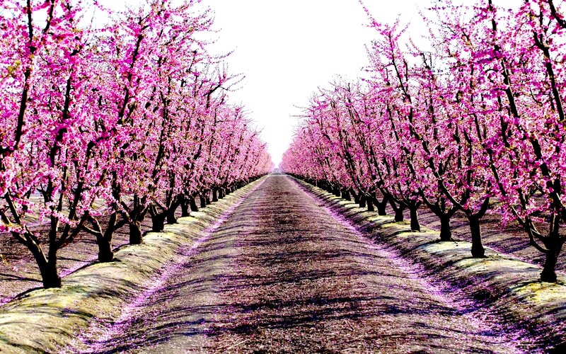 Rows of Blooming Trees