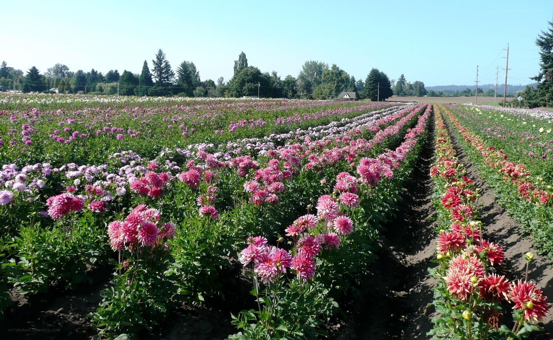 Rows of colorful dahlias in a field