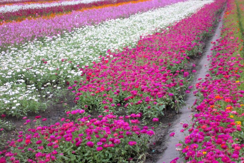 Rows of Colorful Flowers — Pink