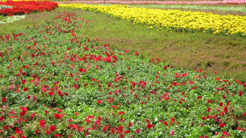 Rows of Colorful Flowers — Red