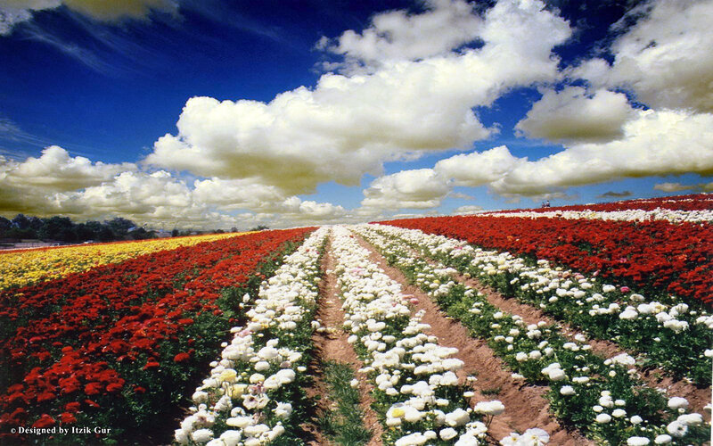 Rows of Colorful Flowers
