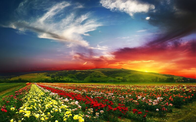 Rows of Colorful Roses