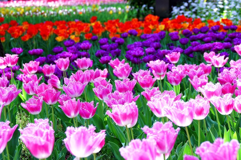 Rows of Colorful Tulips