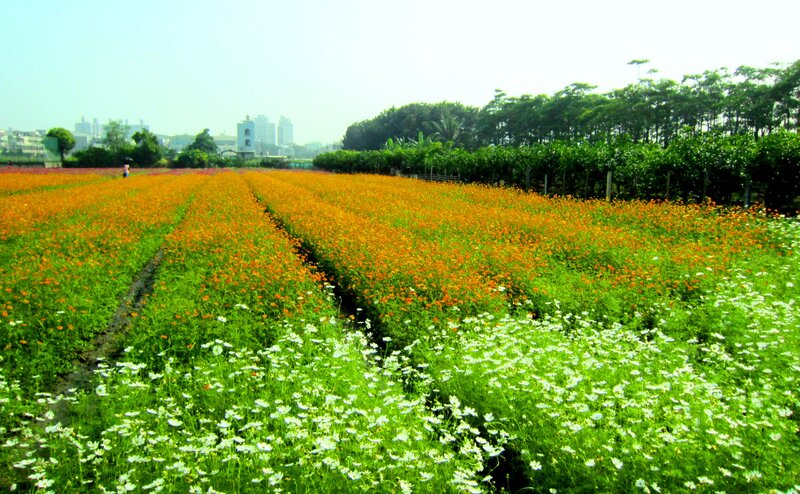 Rows of Cosmos Flowers — Orange