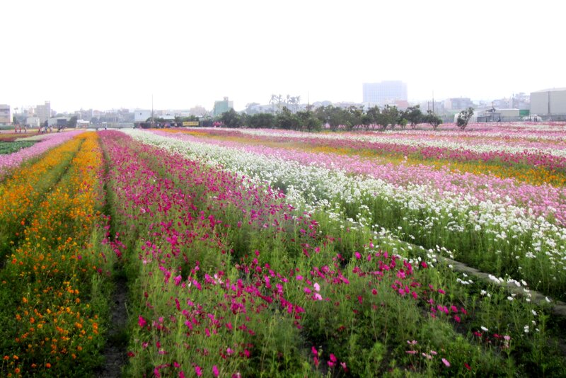 Rows of Cosmos Flowers — Pink, Serene