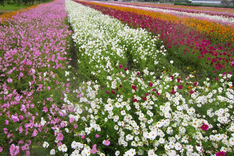 Rows of Cosmos Flowers — Pink
