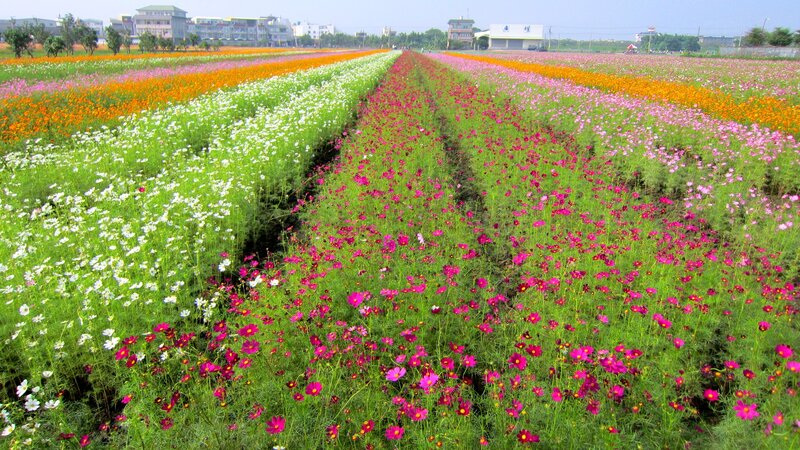 Rows of Cosmos Flowers