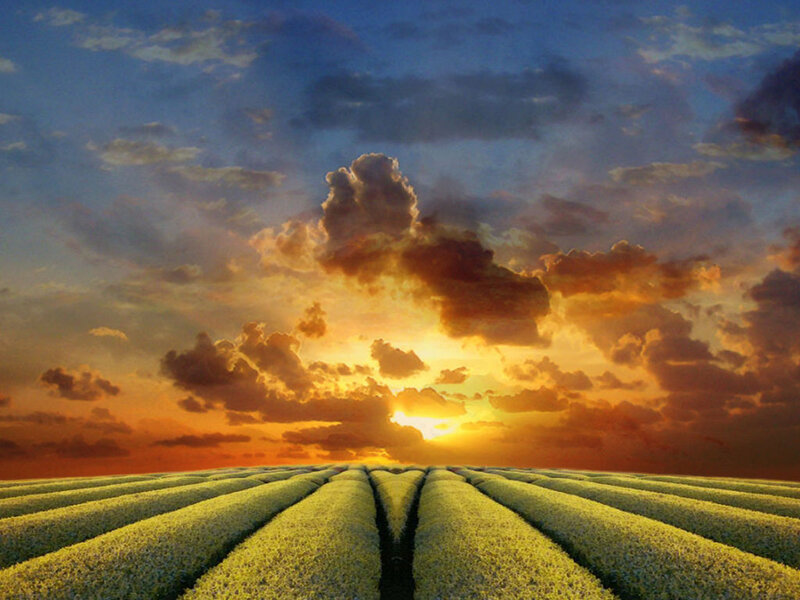 Rows of Crops at Sunset