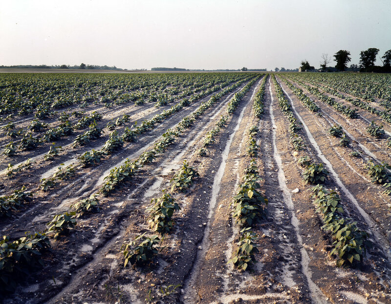 Rows of crops in a field