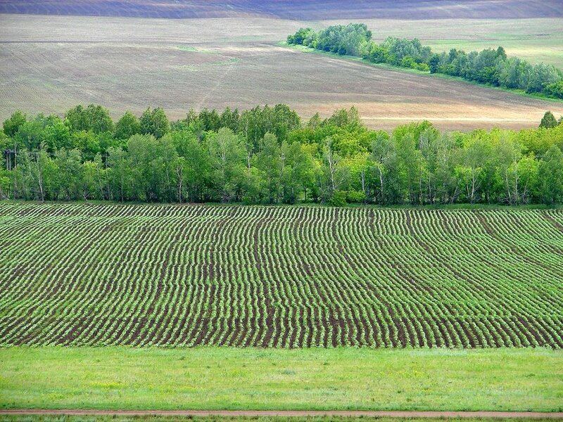 Rows of crops in a field