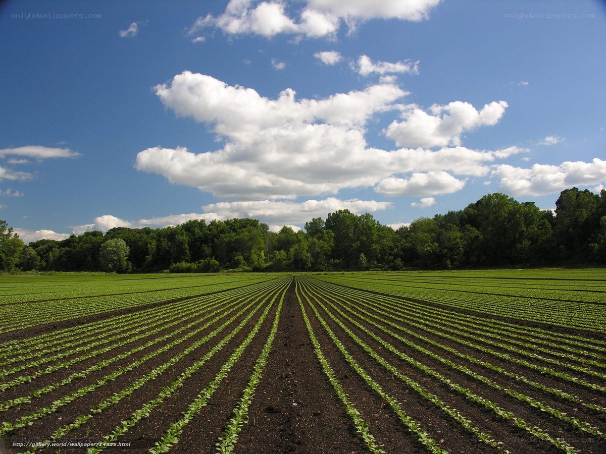 Rows of crops in a field