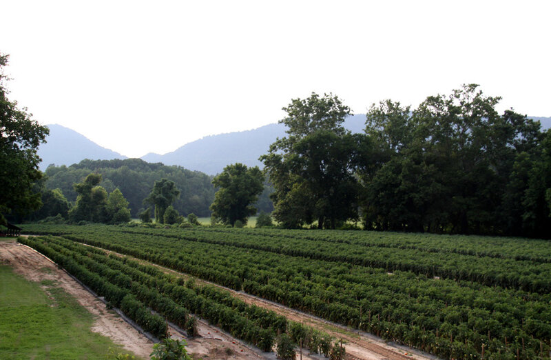 Rows of crops in a valley