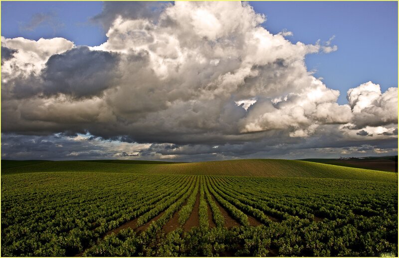 Rows of Crops in Field — Green