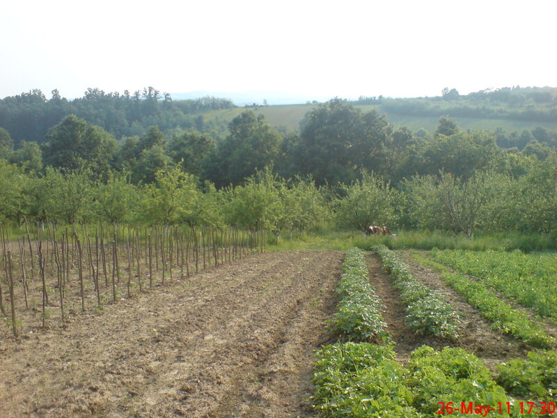 Rows of Crops in Field