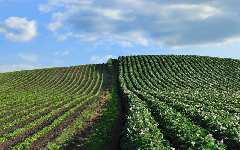 Rows of crops on a hillside