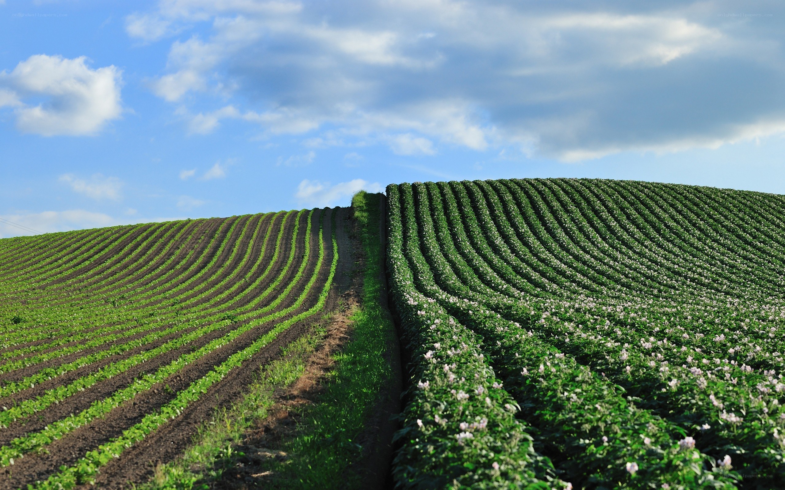 Rows of crops on a hillside