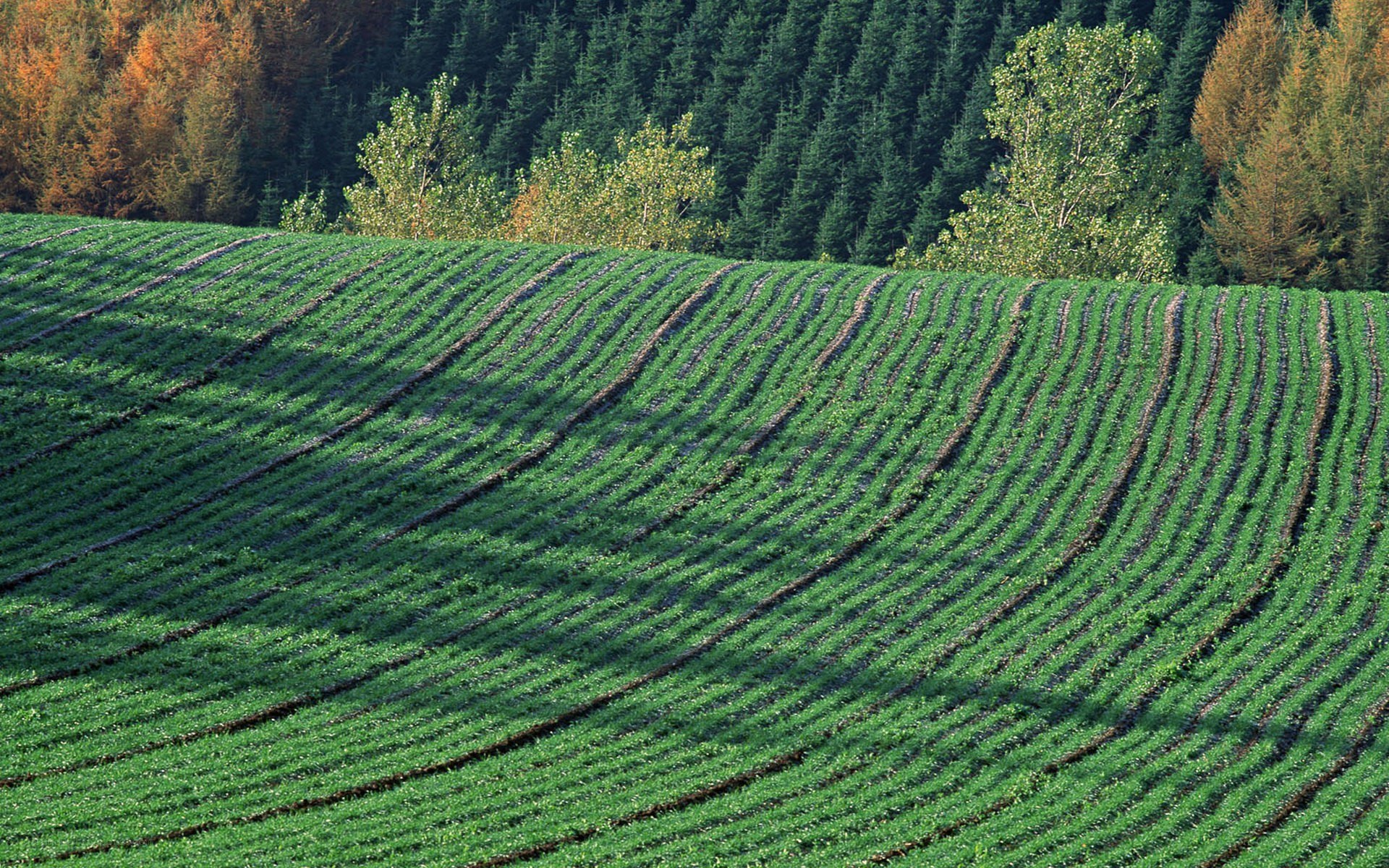 Rows of crops on a hillside