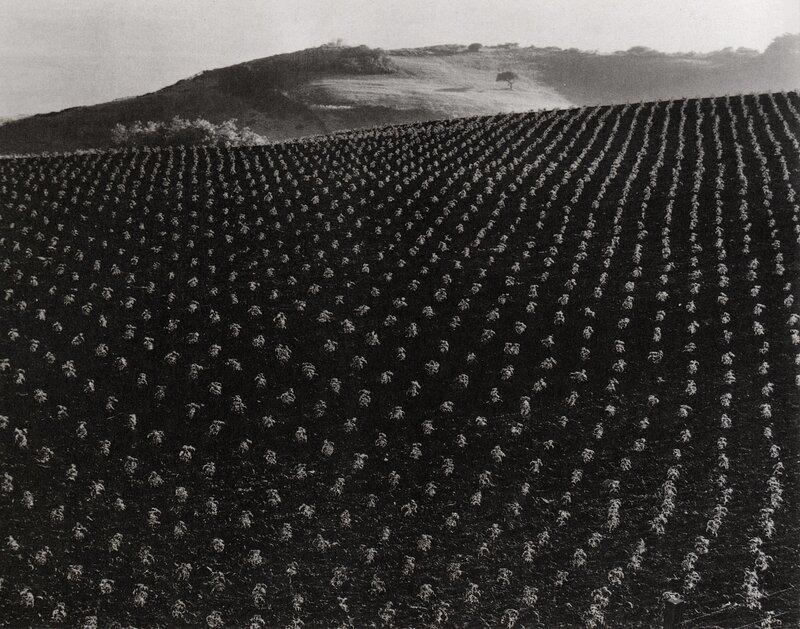 Rows of crops on a hillside