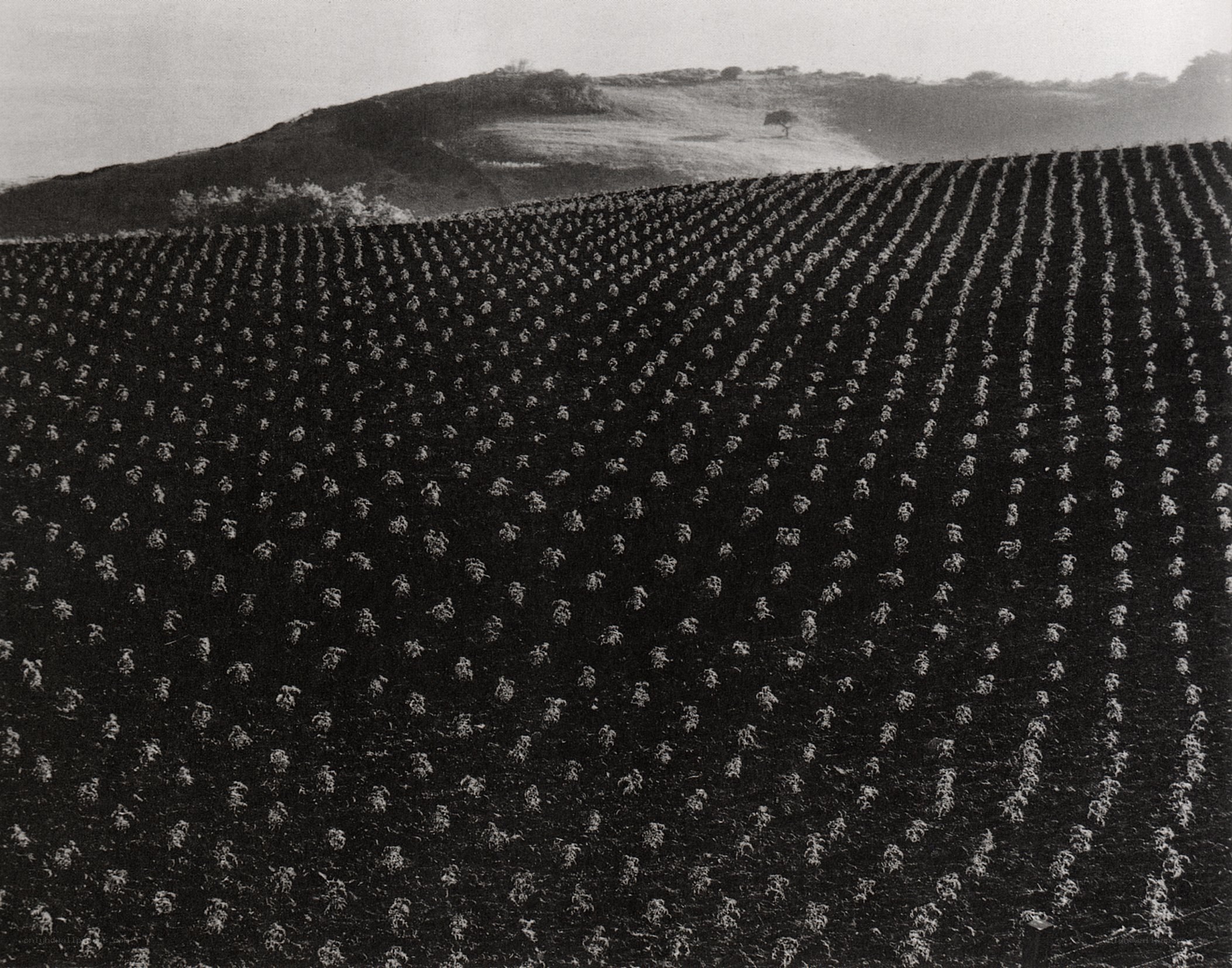 Rows of crops on a hillside