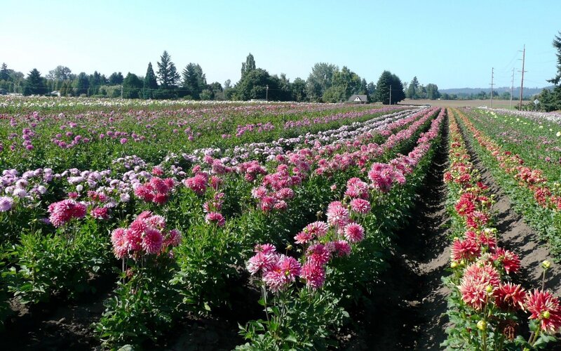 Rows of Dahlia Flowers