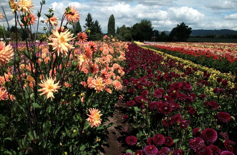 Rows of Dahlias in Field