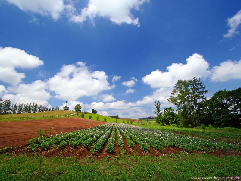 Rows of Flowering Plants — Blue