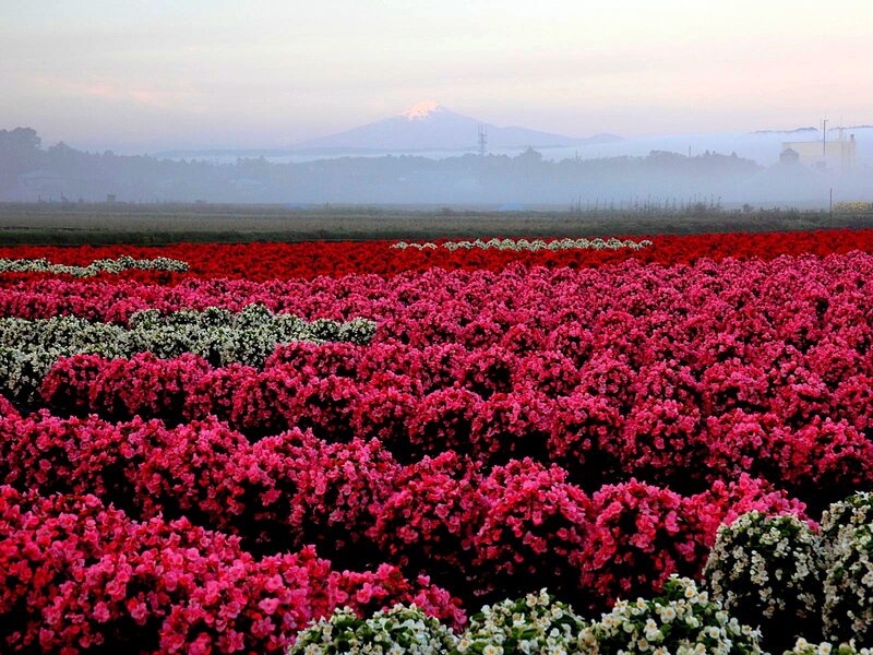Rows of Flowering Plants