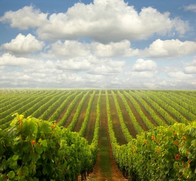 Rows of Grapevines — Green, Serene, Afternoon