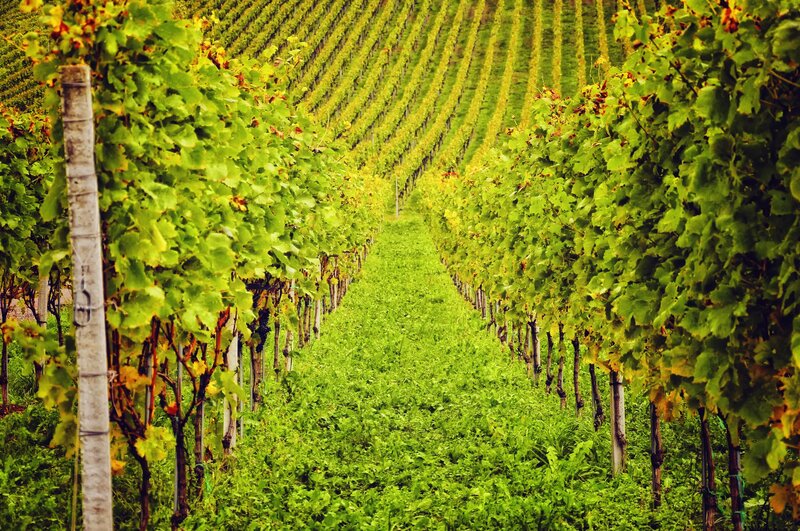 Rows of Grapevines — Green, Serene, Summer