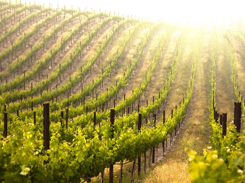 Rows of Grapevines — Green, Serene