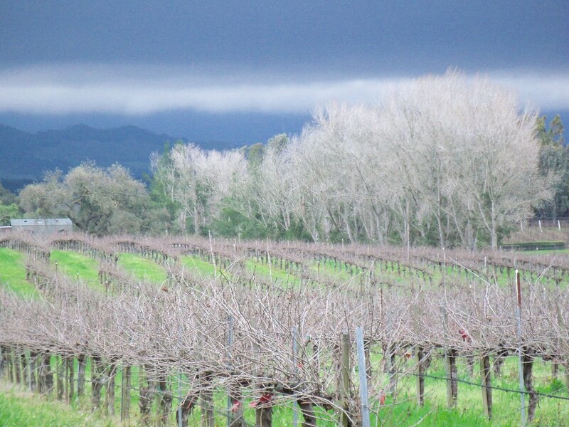 Rows of Grapevines — Green
